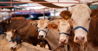 Bayramda 3 milyon 350 bin  kurbanlık kesilmesi bekleniyor