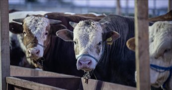 ESK, kurban pazarlarında satılamayan hayvanları alacak