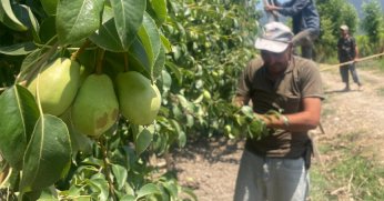Tonlarca armut ve şeftali yere atılıyor