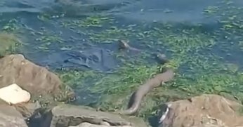 Sekapark’ta dev yılan görüldü