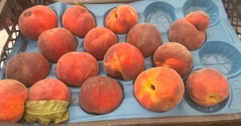 Bursa şeftalisi sezona dalında 50 lirayla başladı