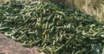 Salatalıkları sokağa attılar