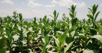 Tütün sektörü 7 yıl sonra rekor kırdı