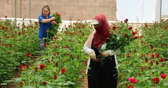 Üreticiler, ithal güle ek gümrük vergisi istiyor