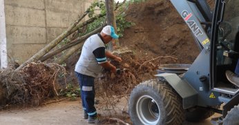 Dev proje için sökülen ağaçlar güvende