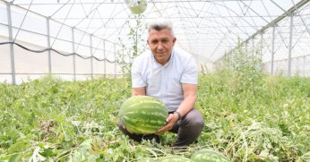 Kandıra karpuzunda hasat sezonu başladı