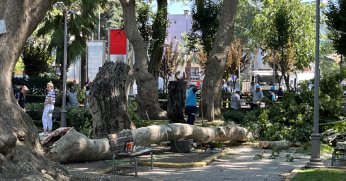 Ağaçtan kopan dal, 3 kişinin üzerine düştü