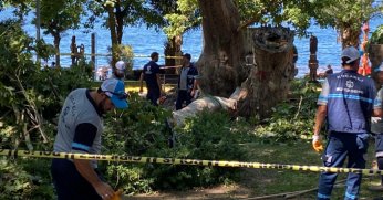 Üzerine ağaç dalı düşen kişi hayatını kaybetti