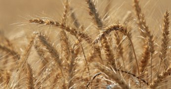 Makarnalık buğdayın fiyatı arttı, ekmeklik aynı kaldı