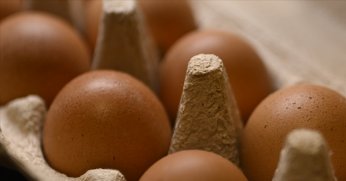 Tavuk yumurtalarının ihracatı kayda bağlandı