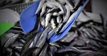 Hamsi yılın ilk yarısında 19 ülkeden alıcı buldu