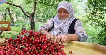 Kirazda 61 bin ton ihracat kaybı yaşandı