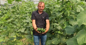 Modern seralarda hasat bereketi