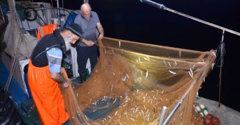 Balık mezadında hareketlilik sürüyor