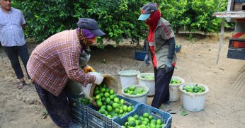 Limonda fiyatı düşürecek hasat başladı