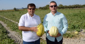 Türkiye, kavuna doyacak