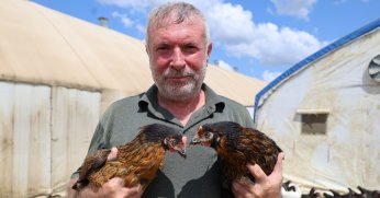 Üreticilere yüzde 50 hibeli 16 bin tavuk