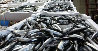 Hamsi avcılığında kota belirlendi