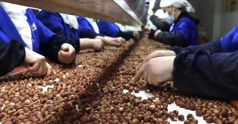 Trabzon’da 8 aylık fındık  ihracatı 455 milyon doları aştı