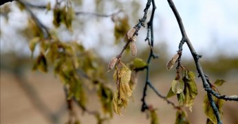 Zirai dondan etkilenen  çiftçilere destek