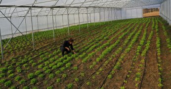 Çiftçilere modern sera desteği