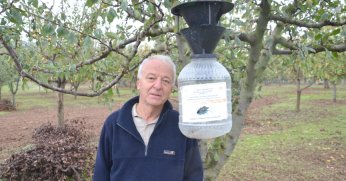 Kahverengi kokarcaya karşı mücadele sürüyor