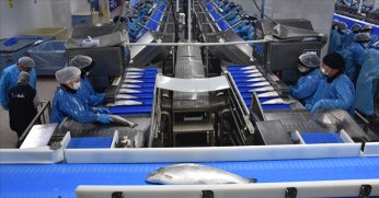 Türk somonu ihracatı 9 ayda 369 milyon dolara yaklaştı