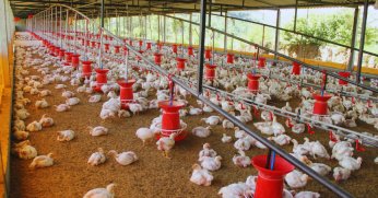 Tavuk eti üretimi yüzde 4,1 azaldı