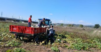 8 ton bal kabağı hasadı yapıldı