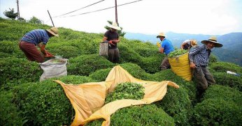Çay ihracatı 9 ayda 22 milyon doları aştı