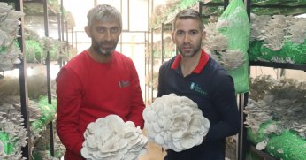 2,5 tonluk istiridye mantar hasat edildi