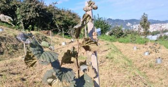 Fındıkta rekolteyi artıracak çalışma