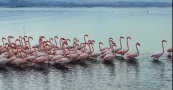 Körfez’de pembe flamingoların dansı