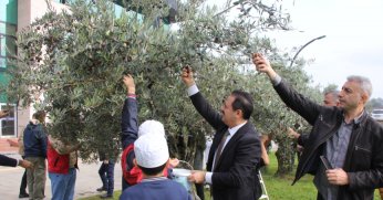 Kaymakam Şenel ile öğrenciler zeytin hasadı yaptı