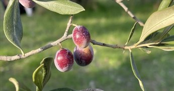 Türkiye’de 2 milyon 450 bin ton zeytin rekoltesi bekleniyor