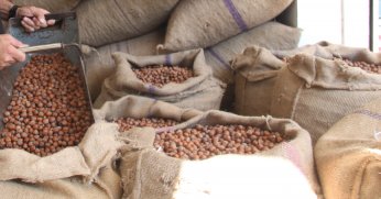 Fındıkta üreticinin 400 lira hedefi başka bahara kaldı