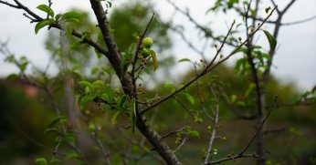 Erik ağaçları ikinci kez meyve verdi