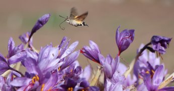 En pahalı baharat safranın gramı 500 lira