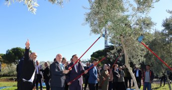 GTÜ zeytinlikte hasat zamanı