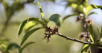 Zirai dondan etkilenen üreticilere yeni ödeme