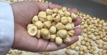 Fındıktan 2 ayda 351 milyon doları aşkın ihracat geliri