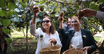 Coğrafi işaretli kivide hasat sevinci