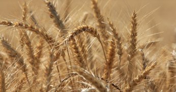 Küresel tahıl üretiminde tüm zamanların zirvesi geliyor