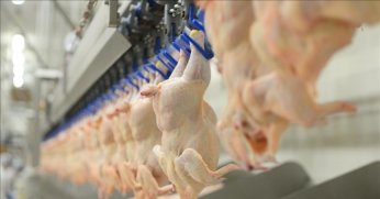 Tavuk eti üretimi eylülde yıllık bazda yüzde 6,9 arttı