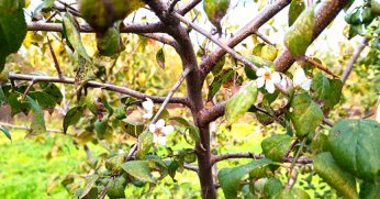 Erik ağacı çiçek açtı