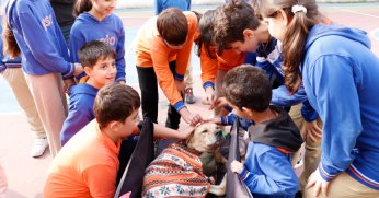 Engelli köpek Kıvrık, gönüllere dokunuyor