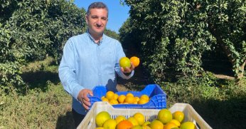 Finike’de 250 bin ton portakal rekoltesi hedefi