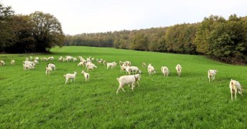 Süt otu desteği ile meralar yeşerdi
