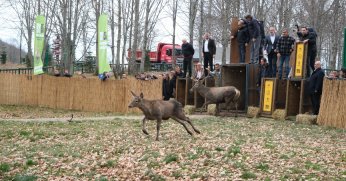 8 kızıl geyik daha doğaya salındı