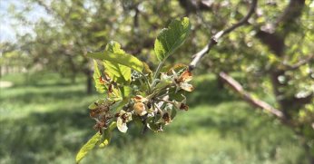 Zirai don kapsamında 23 milyar liralık ödeme